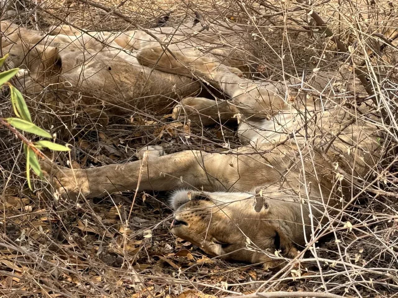 Several lions asleep in the dry grass beneath the scrub.