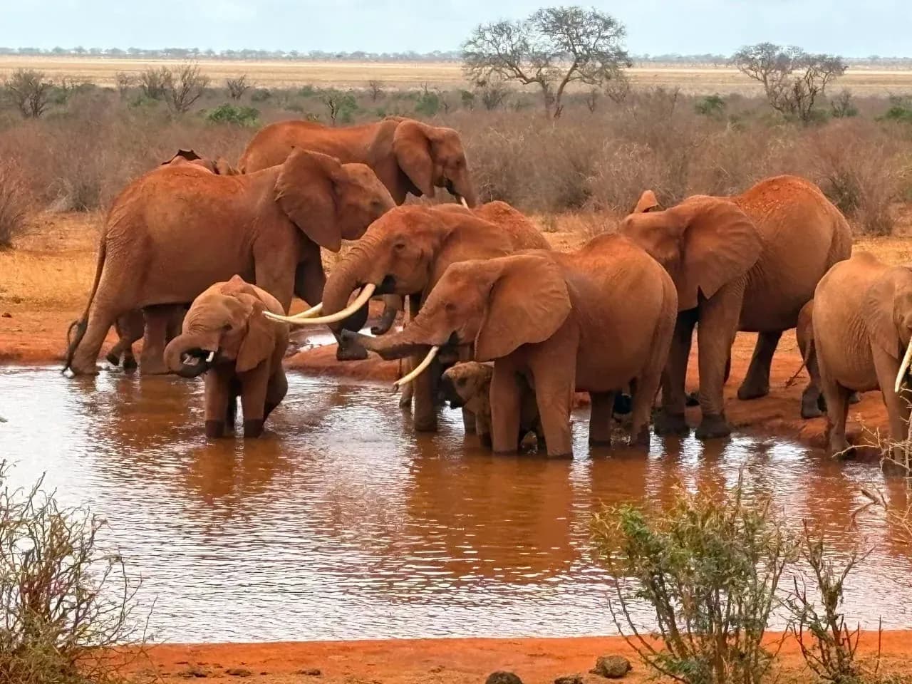 A herd of red-dusted elephants drinking along the bank of a waterhole.