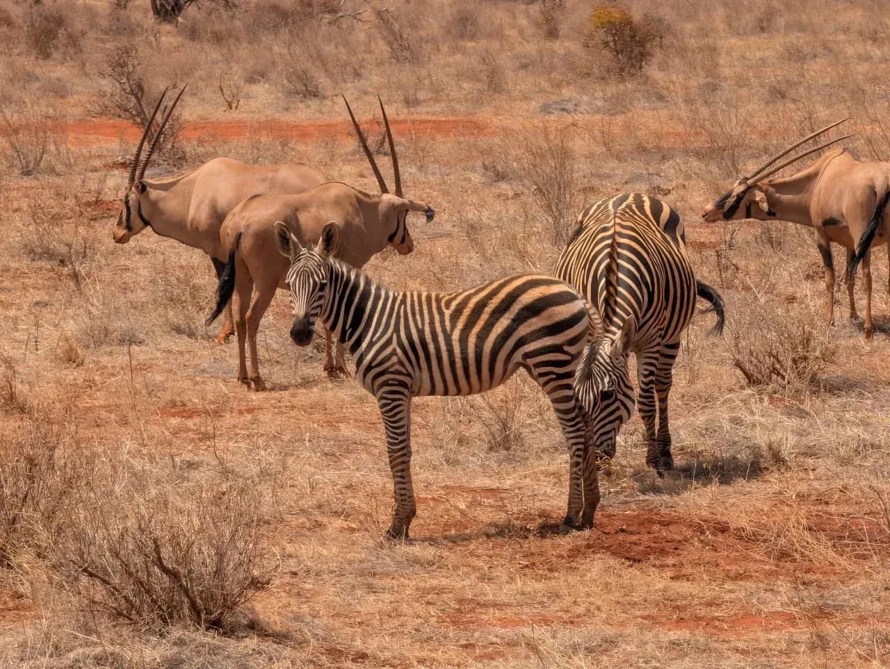 Zebras and oryx together on the red earth among dry grass.