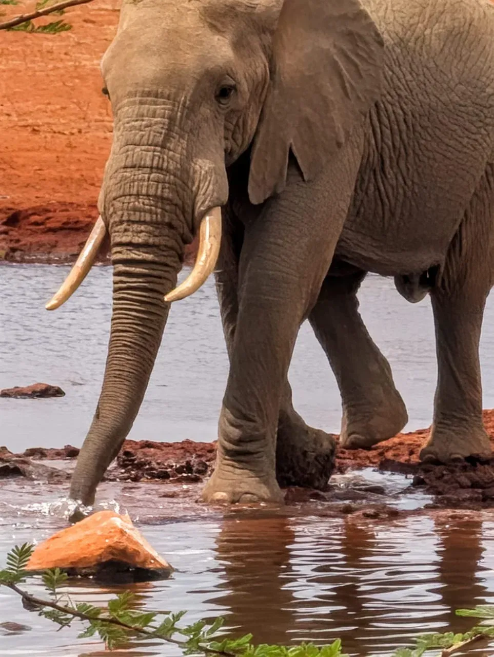 Een olifant die aan de rand van een zwembad drinkt.
