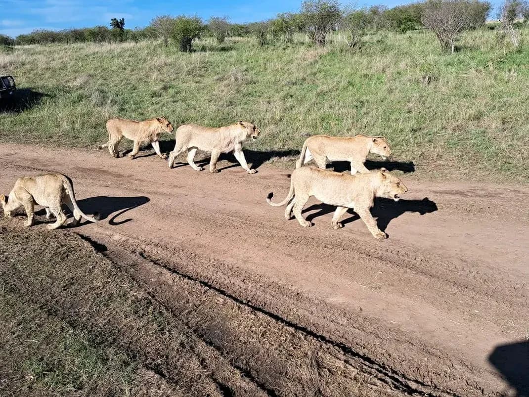 Una fila di leoni attraversa la pista sterrata, con la boscaglia verde ai lati.