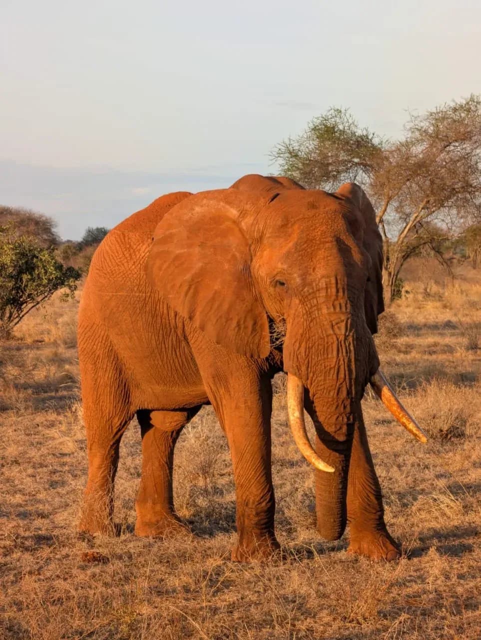 Een olifant bedekt met rood stof, zijwaarts in de droge scrub.