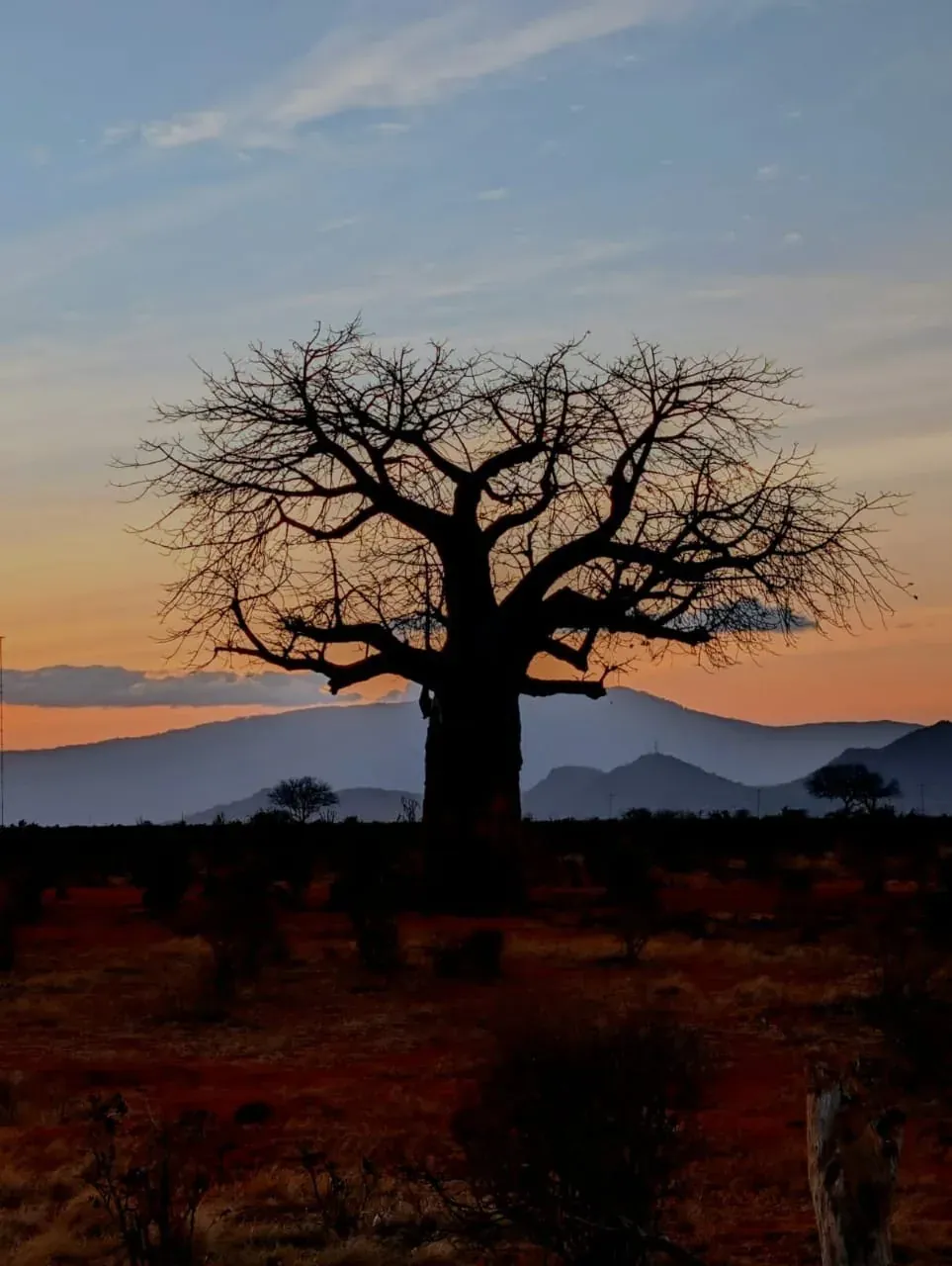 The silhouette of a baobab against the sunset sky, mountains behind and red earth in the foreground.