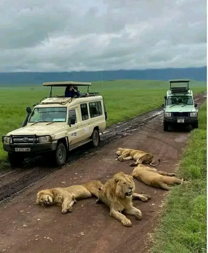 Three lions lying in the middle of the track, two safari vehicles stopped at a distance on the green plain.